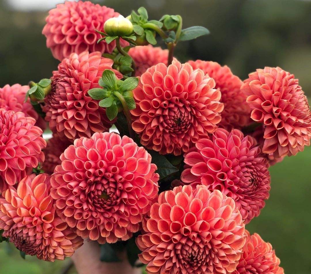 大丽花怎么种植,大丽花地栽种球的种植方法