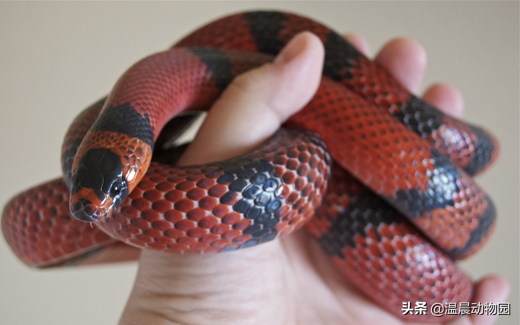 宠物蛇饲养指南,哪些没毒又可爱的宠物蛇可以养