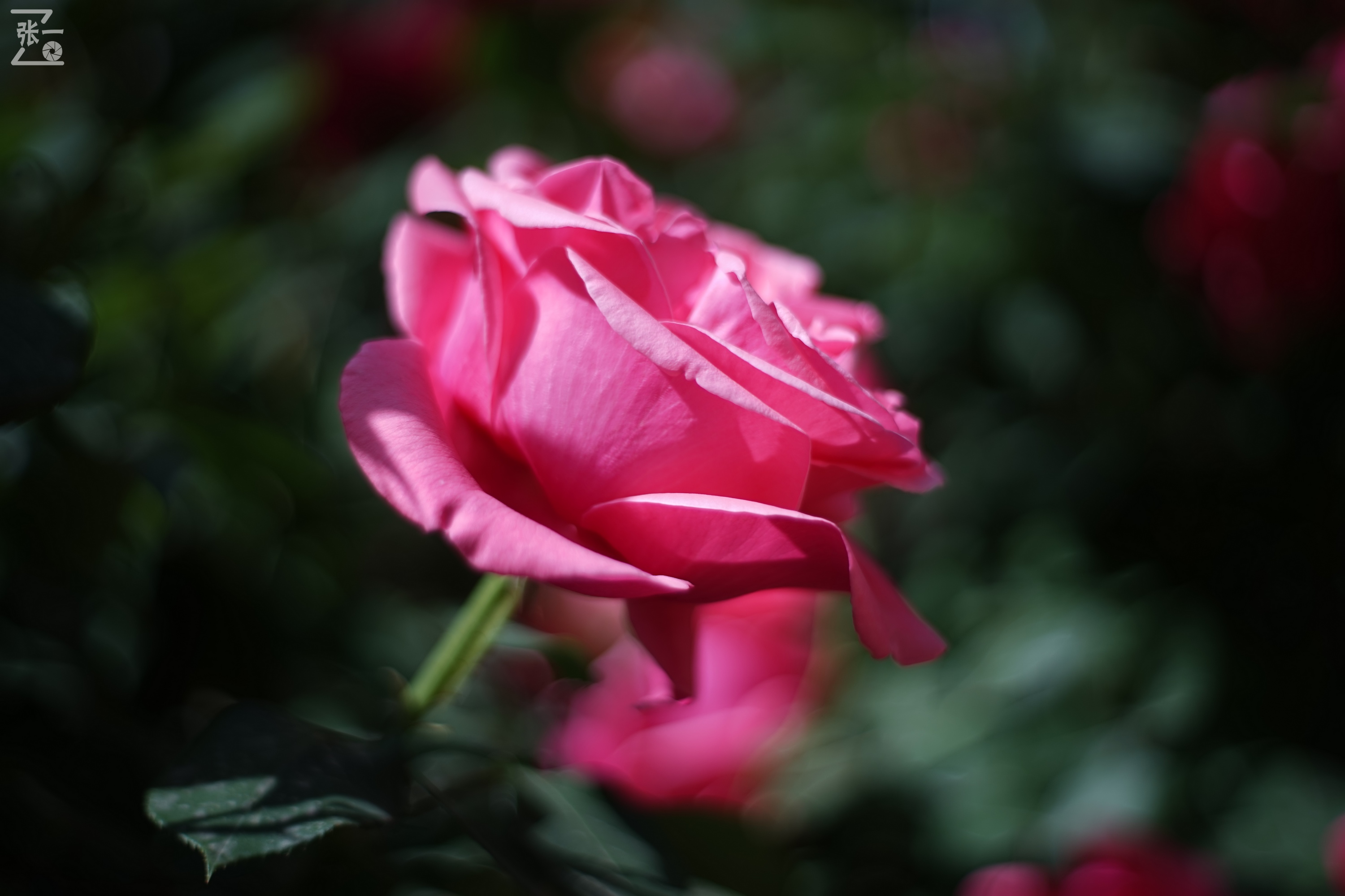 凤凰国产50mm镜头,凤凰索尼e口镜头