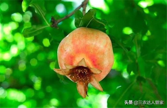 危害石榴的害虫,石榴景观树害虫有哪些