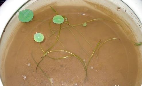 盆里养了碗莲,为啥一直不开花?这样养护,80天开出小荷花