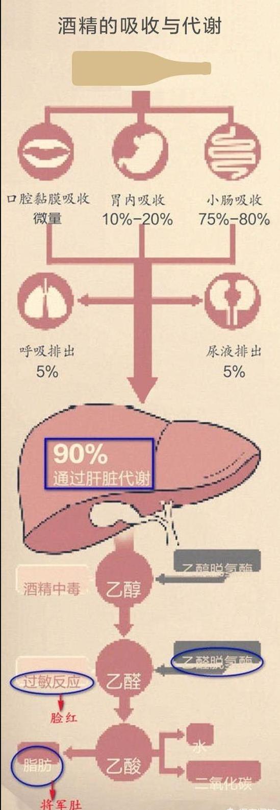 喝酒脸红医生怎么说,喝酒脸红中医解读