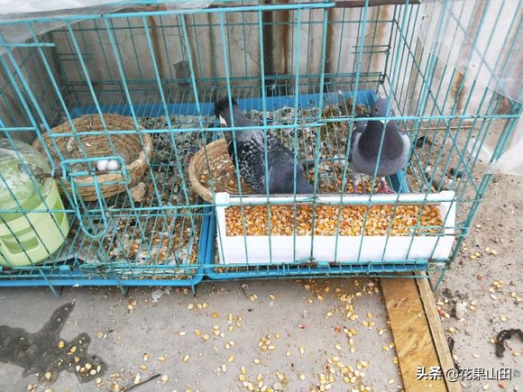 公鸽走了三天母鸽下的蛋能孵出吗,孵蛋期公鸽飞出去还会回来吗