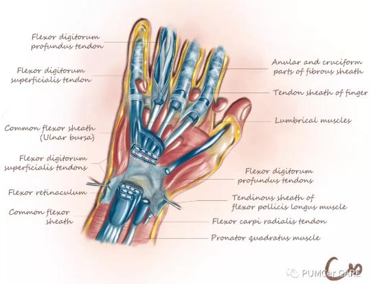 医学解剖创意绘画及作品简介,解剖手骨绘图大赛手绘图
