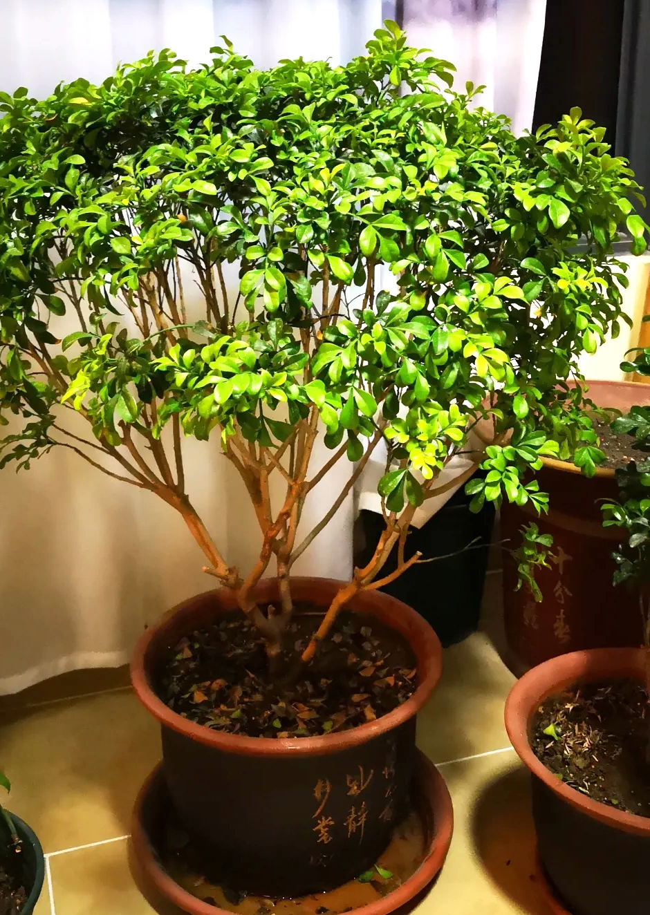 米兰花室内盆栽怎么养才能旺盛,室外盆栽米兰花怎么养才茂盛