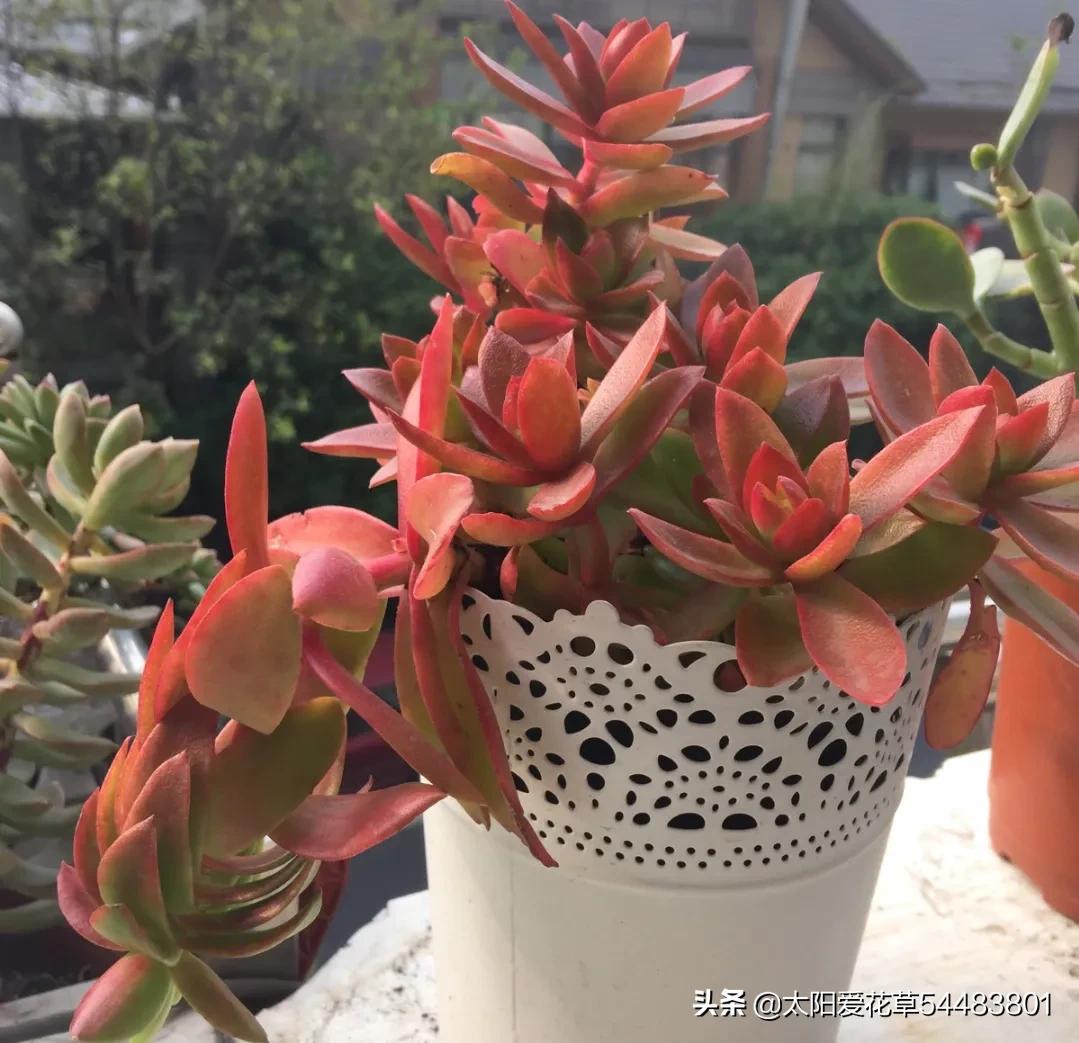 火祭徒长视频,火祭徒长