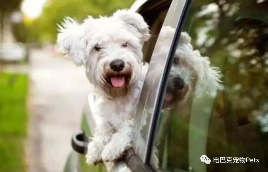 狗狗晕车呕吐怎么办,狗狗晕车几天恢复