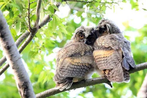 为什么度娘叫度娘,冷知识为什么百度叫度娘