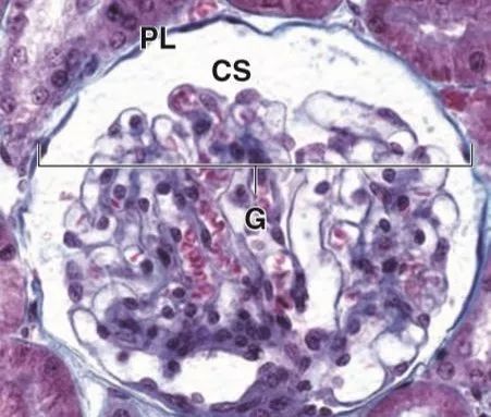 25岁就把发现写进教科书的Sir