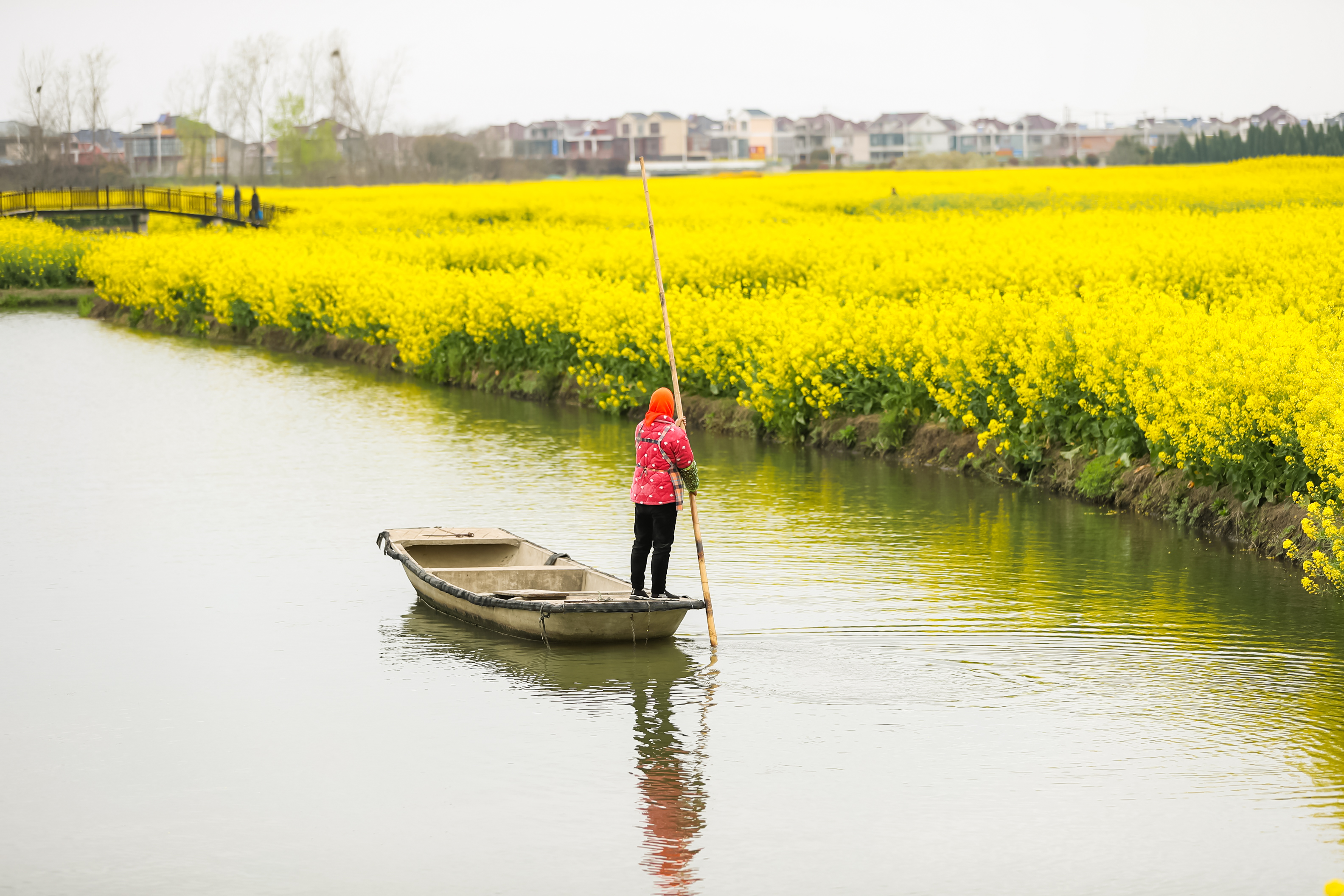 兴化看油菜花一日游,兴化千亩油菜花旅游