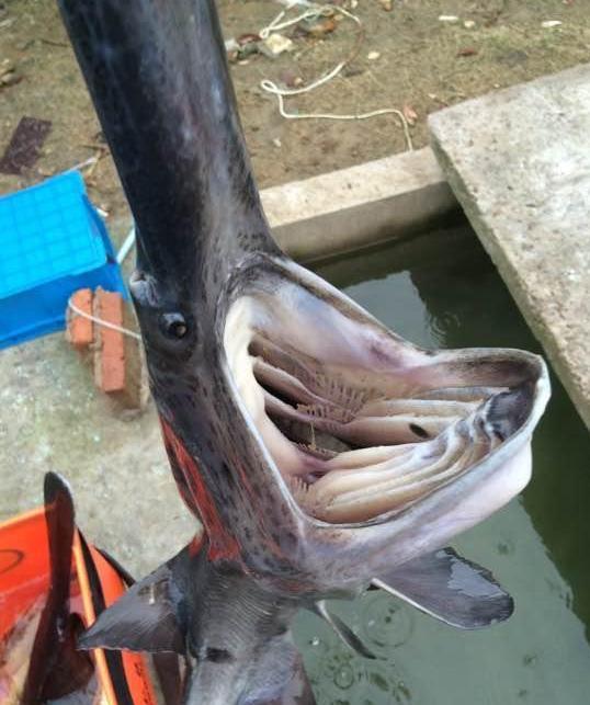 钓鱼日记49月29日南阳白河野钓匙吻鲟也许一辈子就这一次盛况