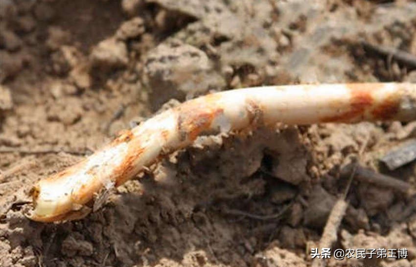 芦笋根枯病防治,芦笋根茎腐烂是什么病