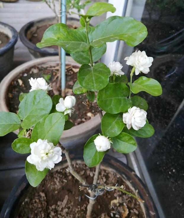 茉莉盆栽收到后怎么处理,盆栽茉莉花枯萎怎么救治