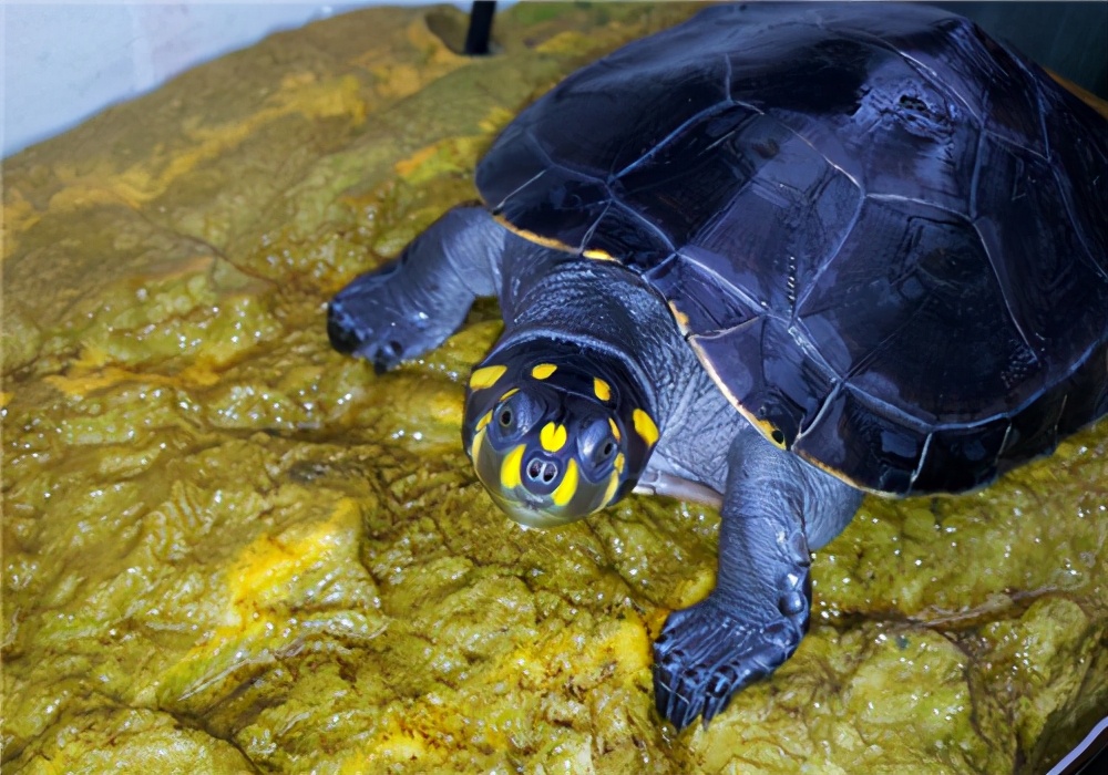 最大的宠物忍者神龟,忍者龟最可爱的龟