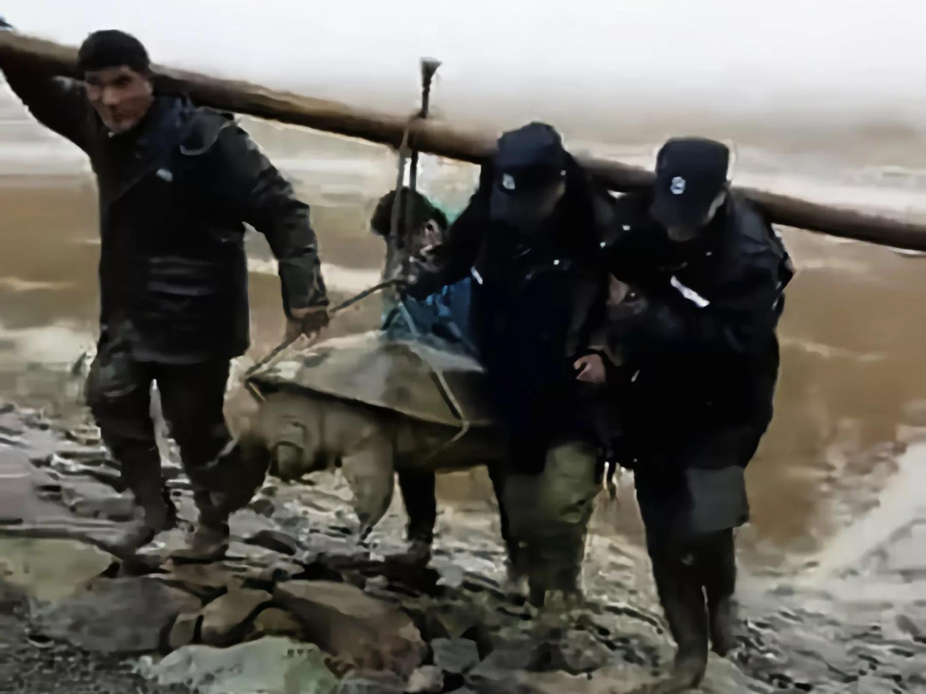 1965年的黄河巨龟到底长什么样,1965年黄河巨龟事件的视频