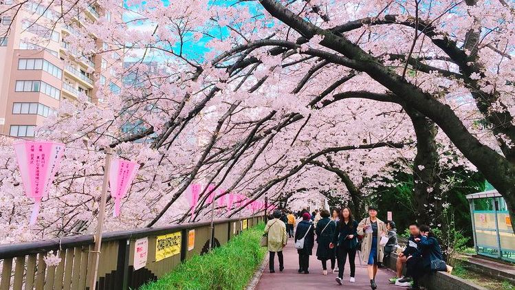 日本东京目黑川樱花,日本目黑川樱花美景