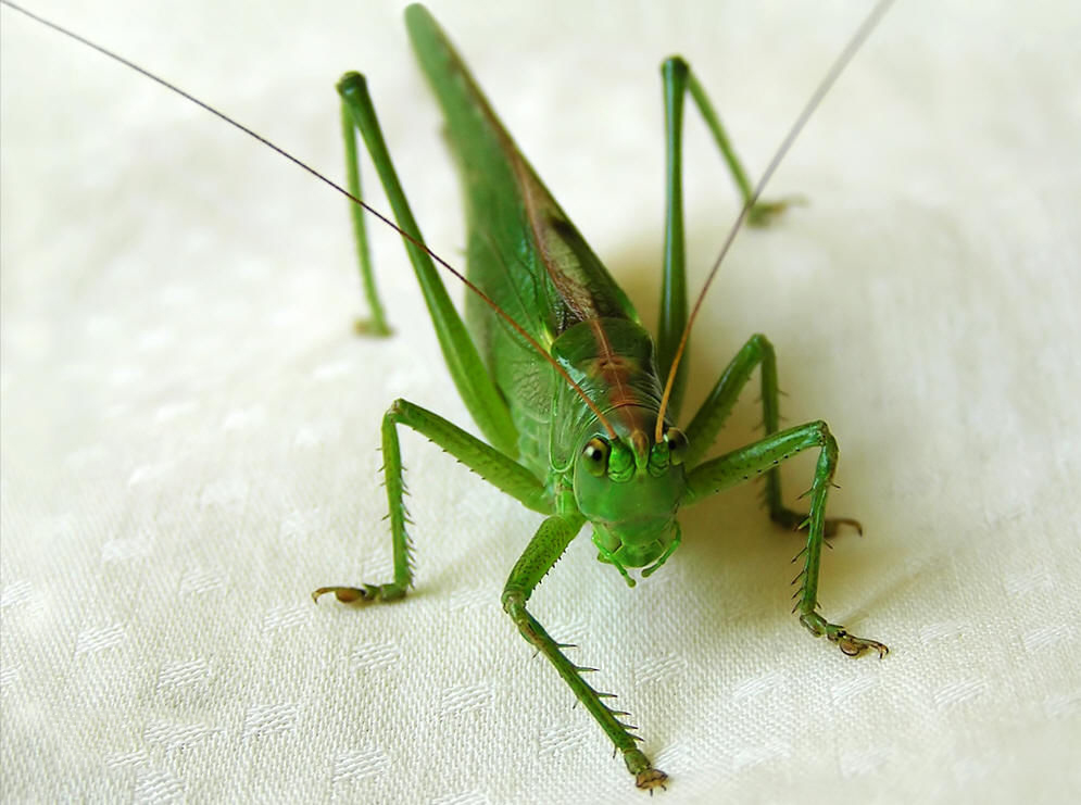 读完这首“鬼”诗，你就知道，李贺为什么是“诗鬼”了