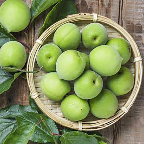 望梅止渴的梅是什么梅子,望梅止渴的梅指是果梅还是花梅