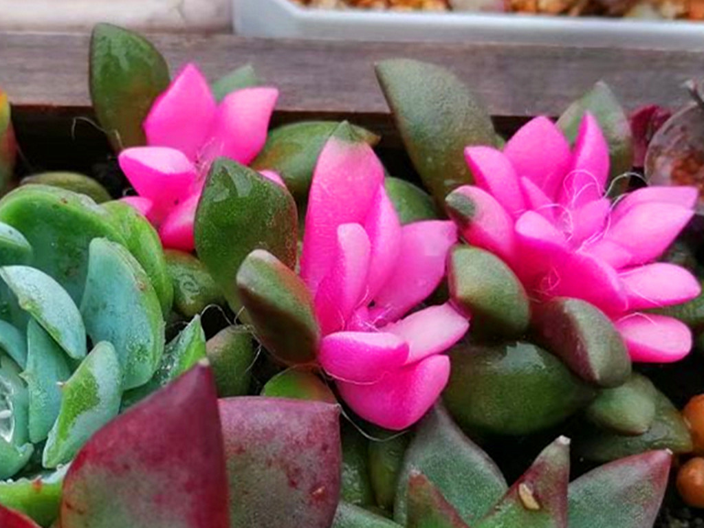 多肉病害不断，除了通风不好之外，最大的原因是潮湿，要这样解决