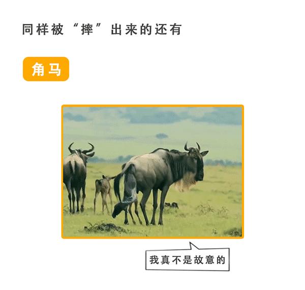 动物世界生蛋的过程,动物世界奇特的分娩方式