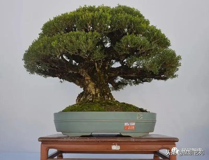 盆景黄杨,赏优美盆景