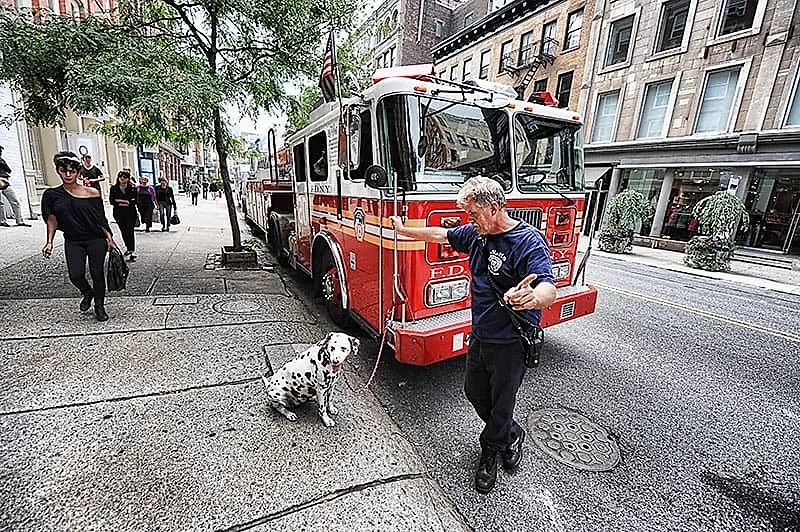 消防犬斑点狗技能,美国消防犬斑点狗