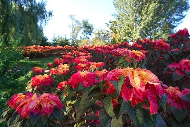 大连重阳节旅游攻略,大连九月秋游攻略
