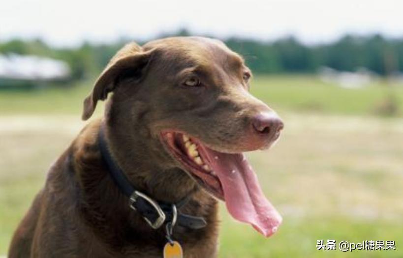 夏天快到了，狗狗中暑怎么办？这三点中暑知识需要你了解！