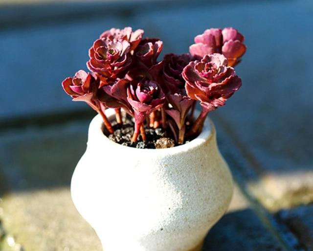 多肉缀化怎么能养成扇形,多肉缀化怎么才能养成扇形