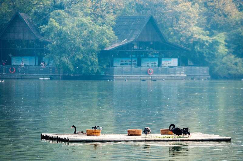 玩转广州长隆野生动物世界之行,广州长隆动物世界游玩攻略图