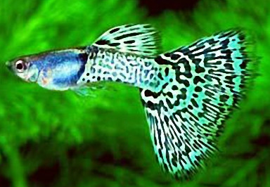 孔雀鱼不换水怎样防止烧尾,热带鱼孔雀为什么总死