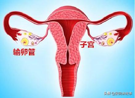 「张院讲故事」一直“通畅”的输卵管，为啥突然就功能异常了？