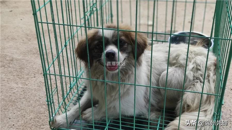 被救下的111条狗狗,一只金毛流浪狗被解救过程