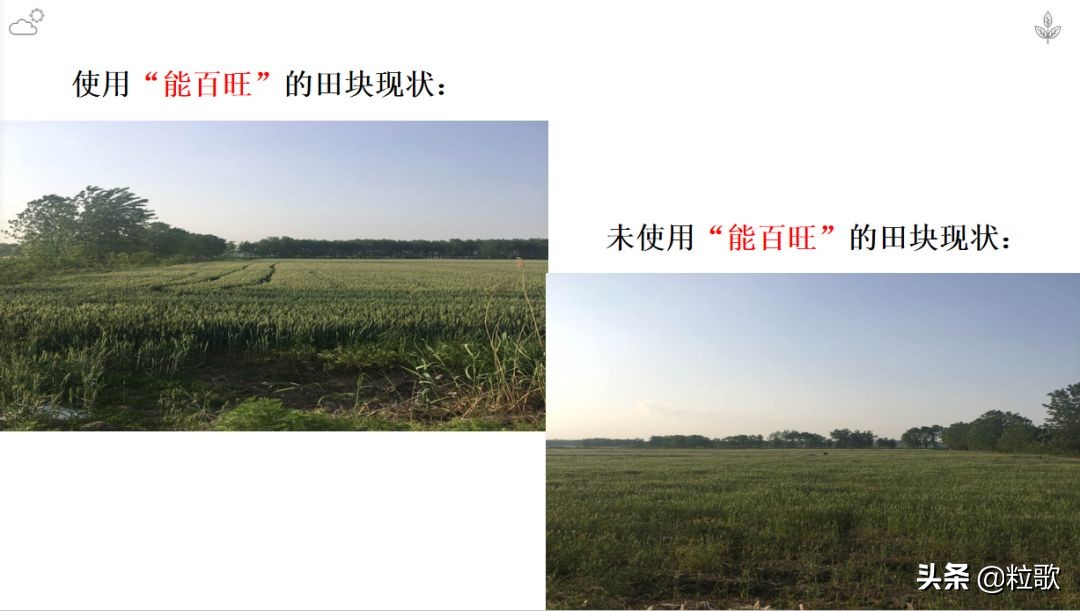 高产小麦示范田的标准及管理,能百旺在作物上一年使用几次