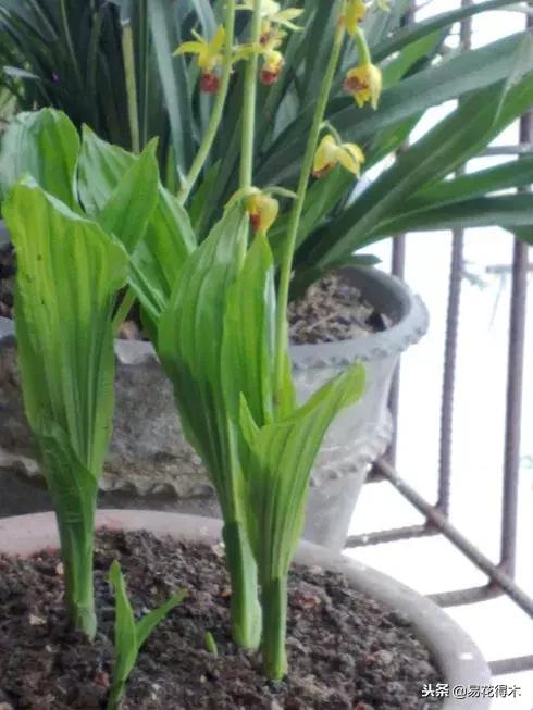 鹤顶兰讲解,鹤顶兰用什么土栽培最好