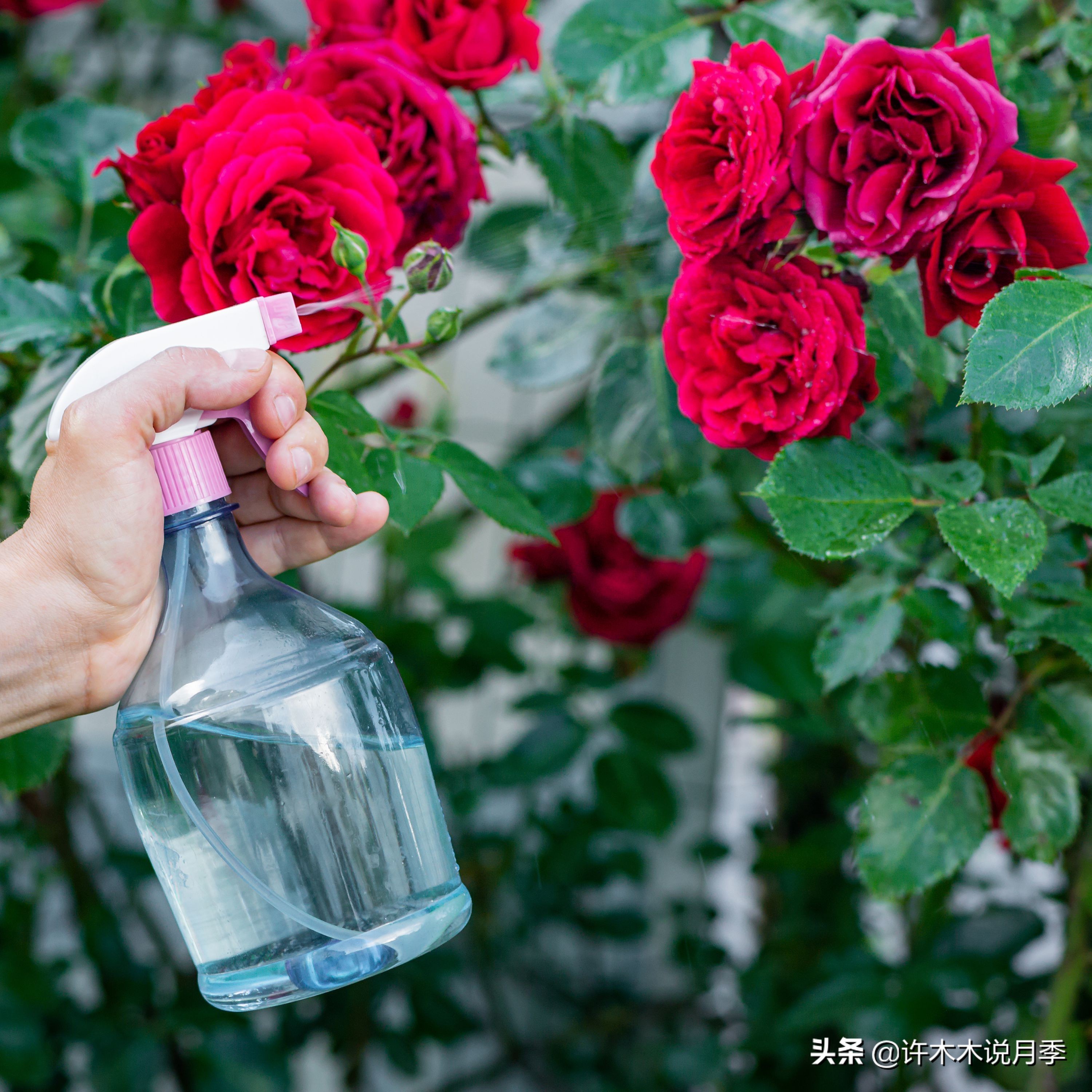 月季老是养不活怎么办,月季经常不晒太阳会怎么样