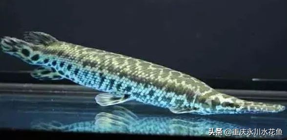 十种最漂亮的观赏鱼视频播放,观赏鱼60条