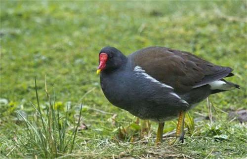 你认识吗丁啉,你认识吗