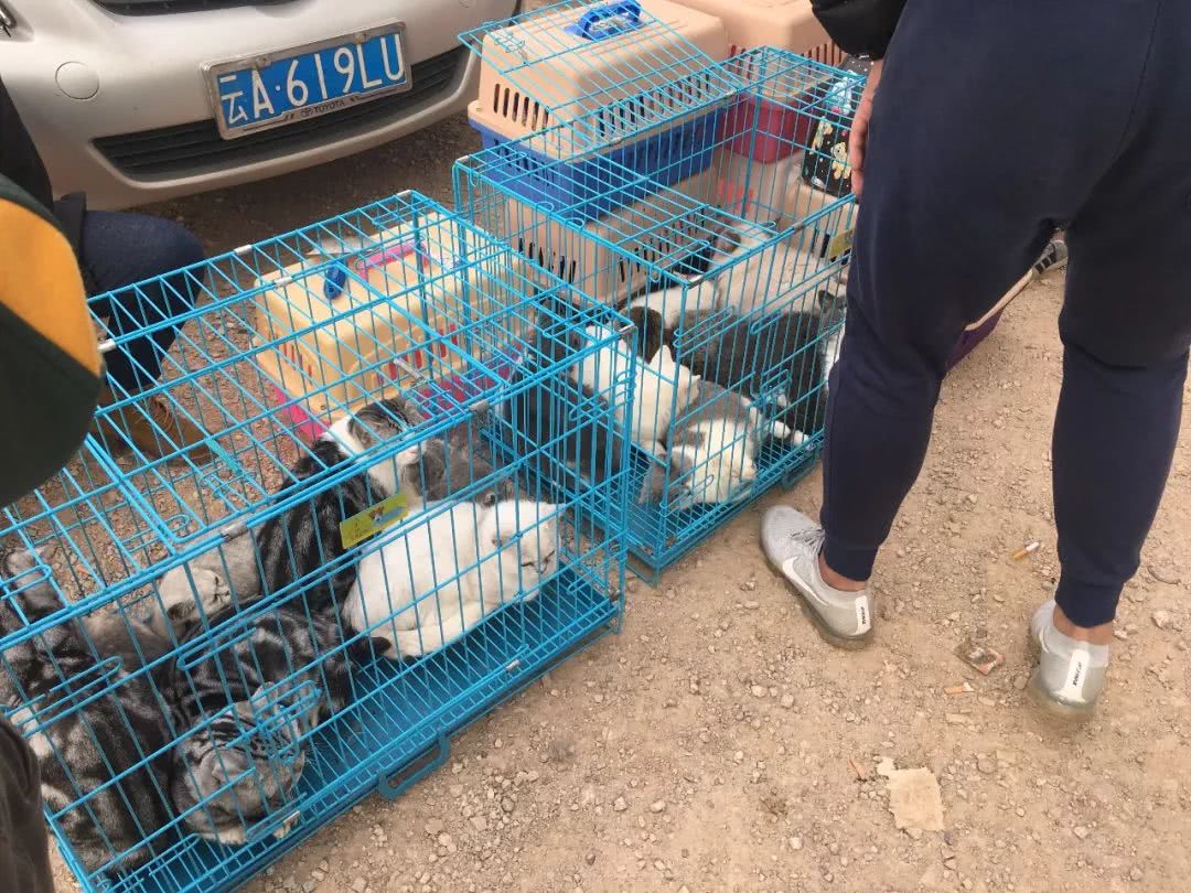 狗市到底怎么样,狗市都有什么啊