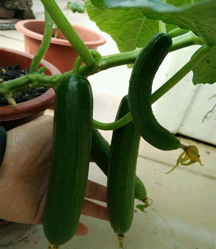 阳台种菜有讲究吗,阳台种菜十大注意事项