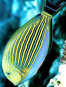 十大最好看的观赏鱼图片大全,十种最漂亮的观赏鱼图片