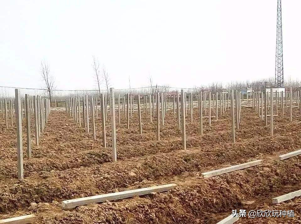 种瓜蒌是骗局吗,种瓜蒌好种吗