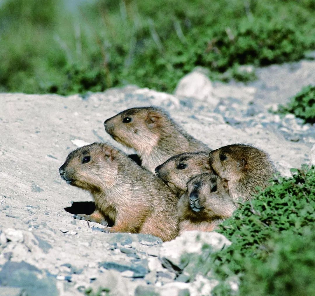 摸了萌萌的土拨鼠会感染鼠疫吗,土拨鼠鼠疫传染怎么防止