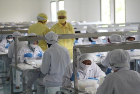 印尼燕窝的秘密是什么,印尼的燕窝是假的吗