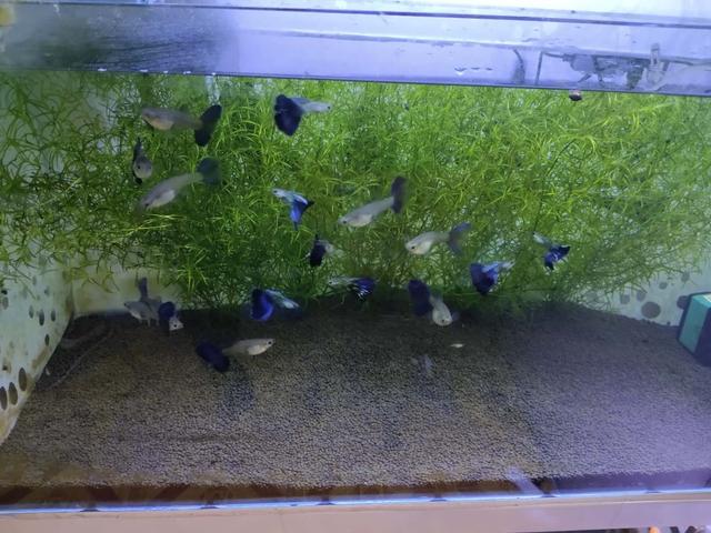 观赏鱼为什么容易惊吓,观赏鱼会因为鱼缸小而发闷吗