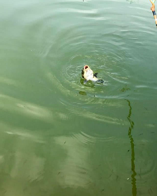 并继竿和台钓竿哪个好,并继鱼竿品牌推荐