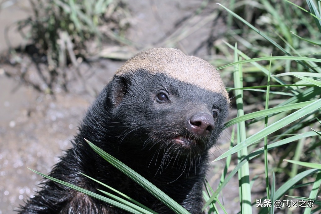 野生动物蜜獾毒蛇科普一下,野生动物世界蜜獾