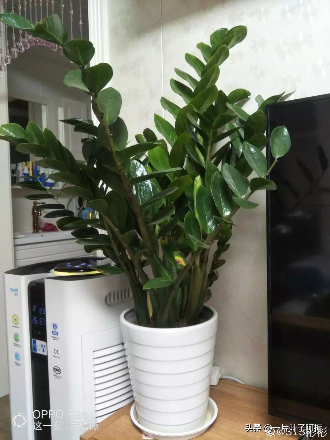 5个植物最招财,能开花又好养的植物又有寓意