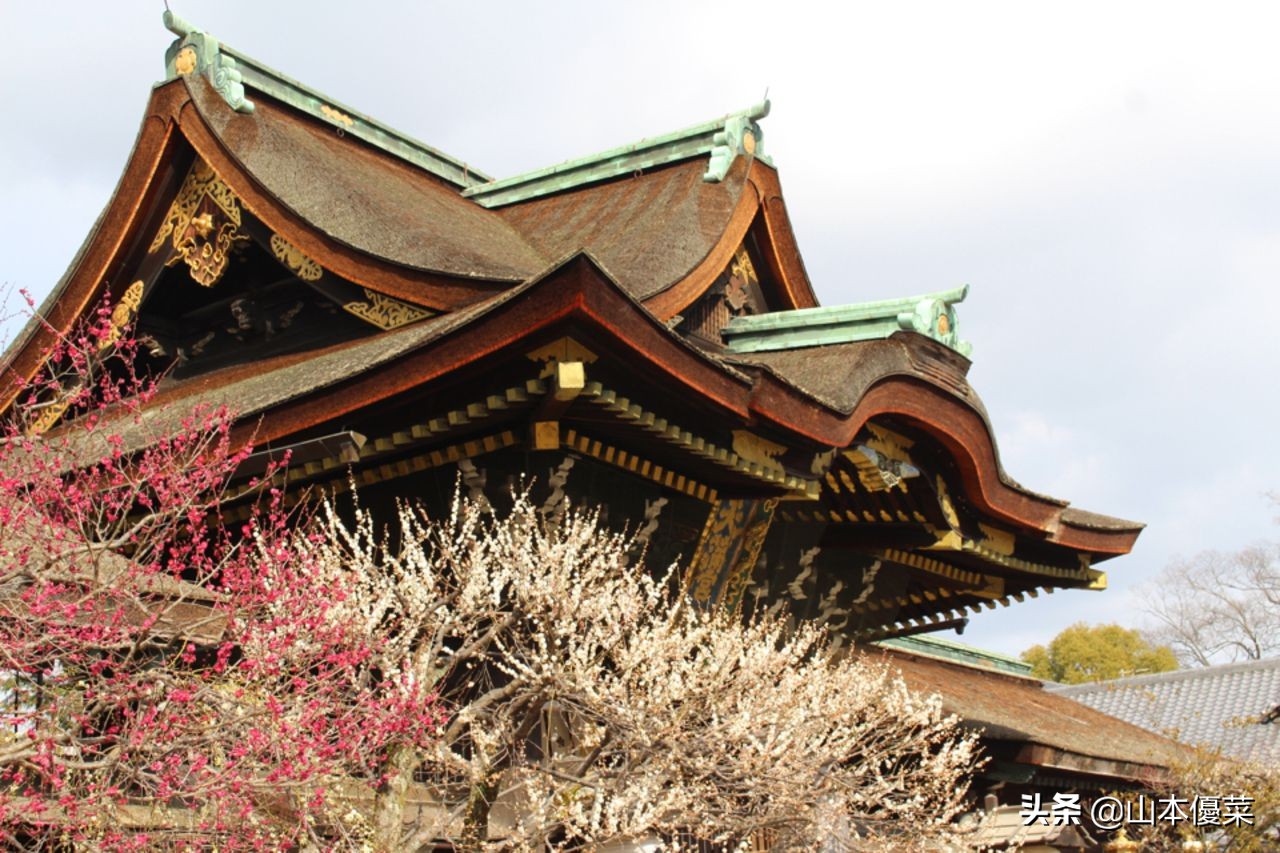 不先一步感受春天的到来吗日本全国华丽的梅花名胜