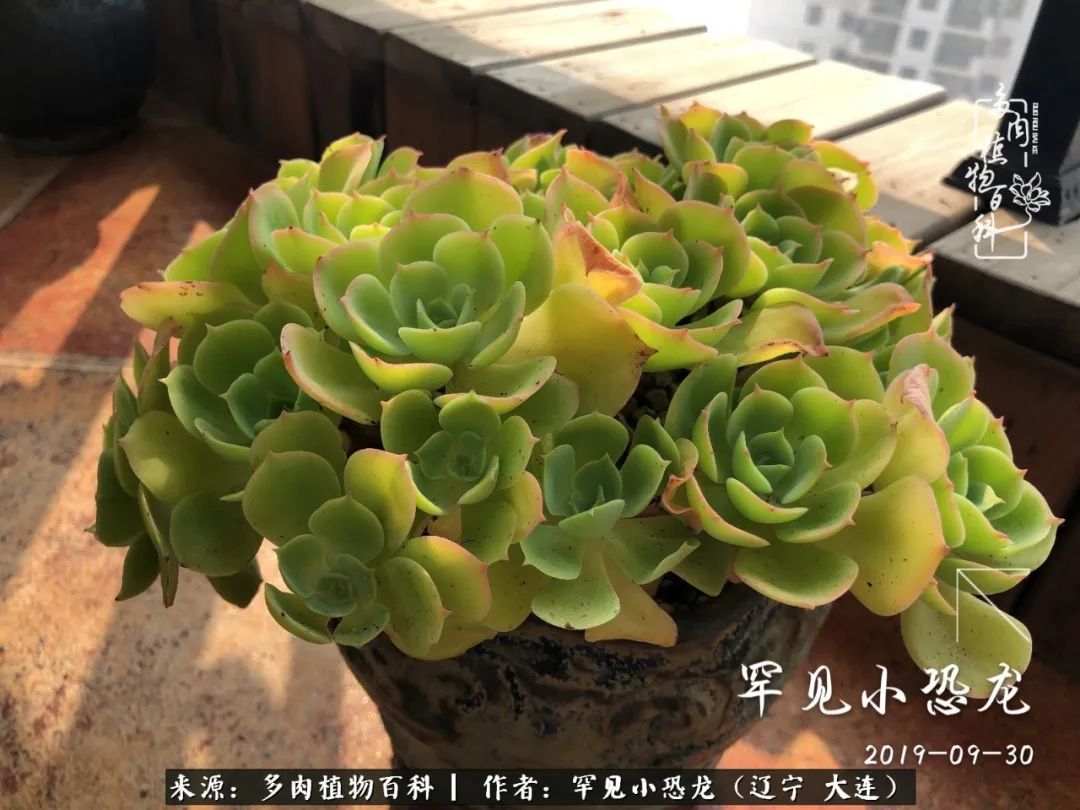 颗粒土除了种多肉还可以种什么,想养动物该怎么养